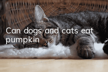 Can dogs and cats eat pumpkin?