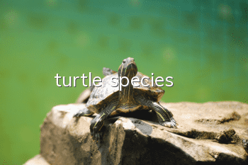 turtle species