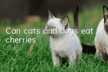 Can cats and dogs eat cherries?