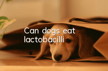 Can dogs eat lactobacilli?