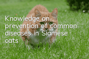 Knowledge on prevention of common diseases in Siamese cats