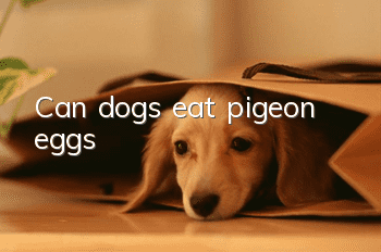 Can dogs eat pigeon eggs?