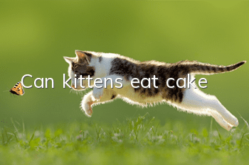 Can kittens eat cake?