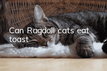 Can Ragdoll cats eat toast?
