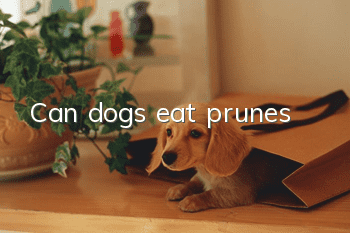 Can dogs eat prunes?