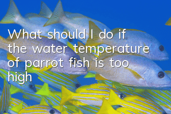 What should I do if the water temperature of parrot fish is too high?