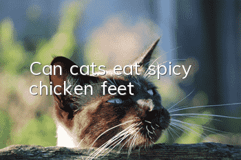 Can cats eat spicy chicken feet?