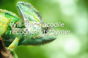 Will the crocodile recognize its owner?