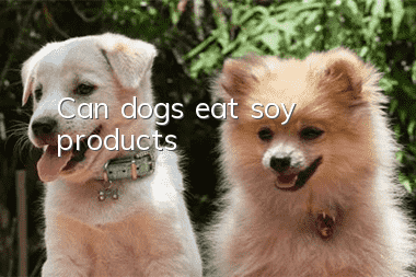 Can dogs eat soy products?