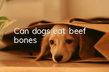 Can dogs eat beef bones?