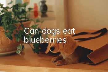 Can dogs eat blueberries?