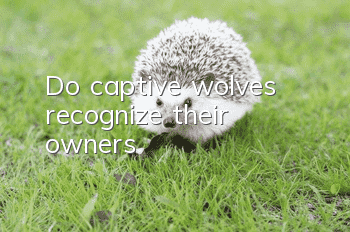 Do captive wolves recognize their owners?