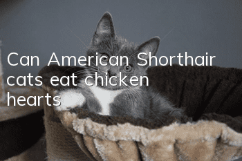 Can American Shorthair cats eat chicken hearts?