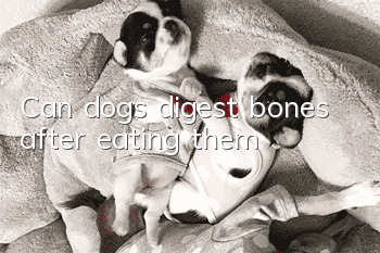 Can dogs digest bones after eating them?