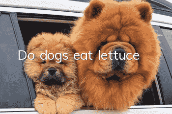 Do dogs eat lettuce?