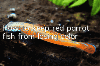 How to keep red parrot fish from losing color