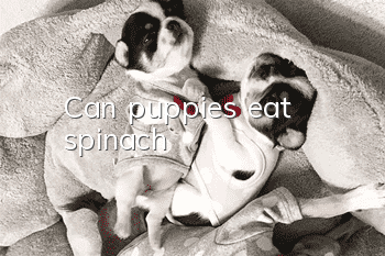 Can puppies eat spinach?