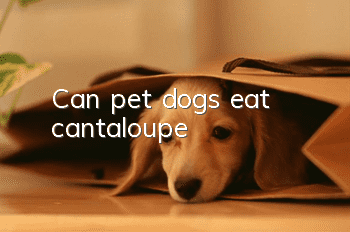 Can pet dogs eat cantaloupe?