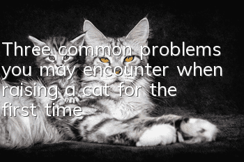 Three common problems you may encounter when raising a cat for the first time