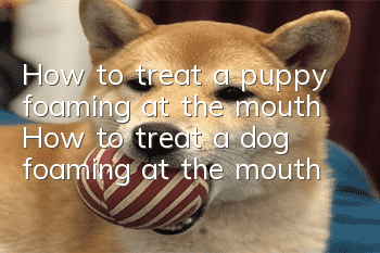 How to treat a puppy foaming at the mouth How to treat a dog foaming at the mouth