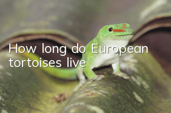 How long do European tortoises live?