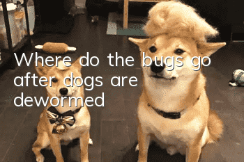 Where do the bugs go after dogs are dewormed?