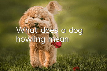 What does a dog howling mean?