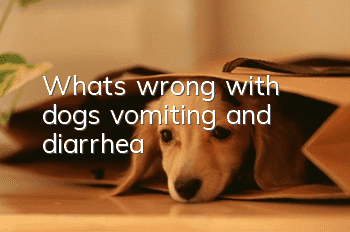 What’s wrong with dogs vomiting and diarrhea?