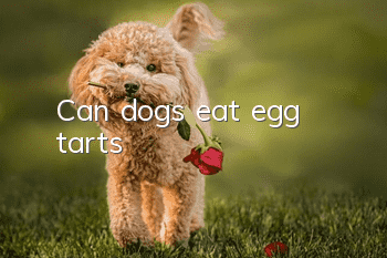 Can dogs eat egg tarts?