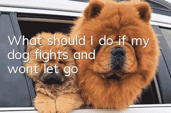 What should I do if my dog fights and won’t let go?