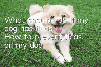 What should I do if my dog ​​has fleas? How to prevent fleas on my dog!