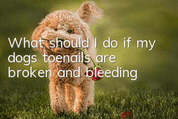 What should I do if my dog’s toenails are broken and bleeding?