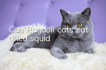 Can Ragdoll cats eat dried squid?