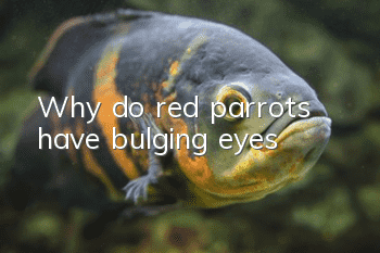 Why do red parrots have bulging eyes?