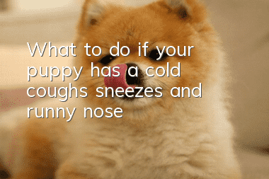 What to do if your puppy has a cold, coughs, sneezes, and runny nose
