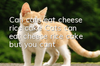 Can cats eat cheese rice cake? Cats can eat cheese rice cake but you can't