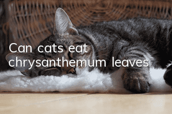 Can cats eat chrysanthemum leaves?