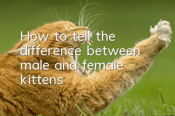 How to tell the difference between male and female kittens
