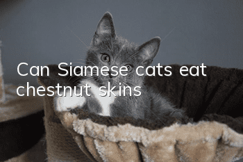 Can Siamese cats eat chestnut skins?
