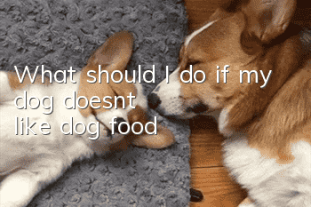 What should I do if my dog ​​doesn’t like dog food?