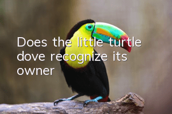 Does the little turtle dove recognize its owner?