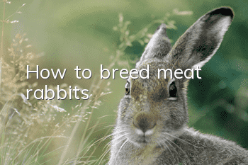 How to breed meat rabbits
