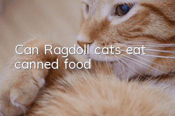 Can Ragdoll cats eat canned food?