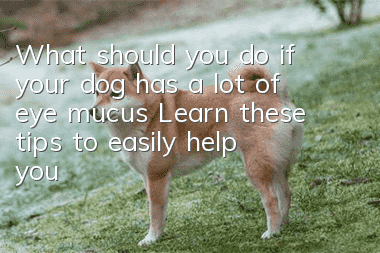What should you do if your dog has a lot of eye mucus? Learn these tips to easily help you relieve it!