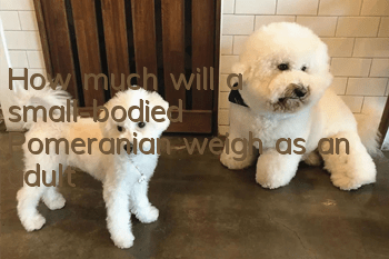How much will a small-bodied Pomeranian weigh as an adult?