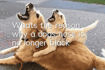 What’s the reason why a dog’s nose is no longer black?