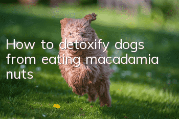 How to detoxify dogs from eating macadamia nuts