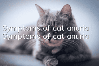 Symptoms of cat anuria Symptoms of cat anuria