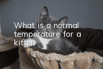 What is a normal temperature for a kitten?
