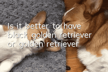 Is it better to have black golden retriever or golden retriever?